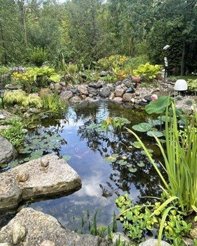 Koi pond with lily pads and stone edging in the Hammer Haus garden