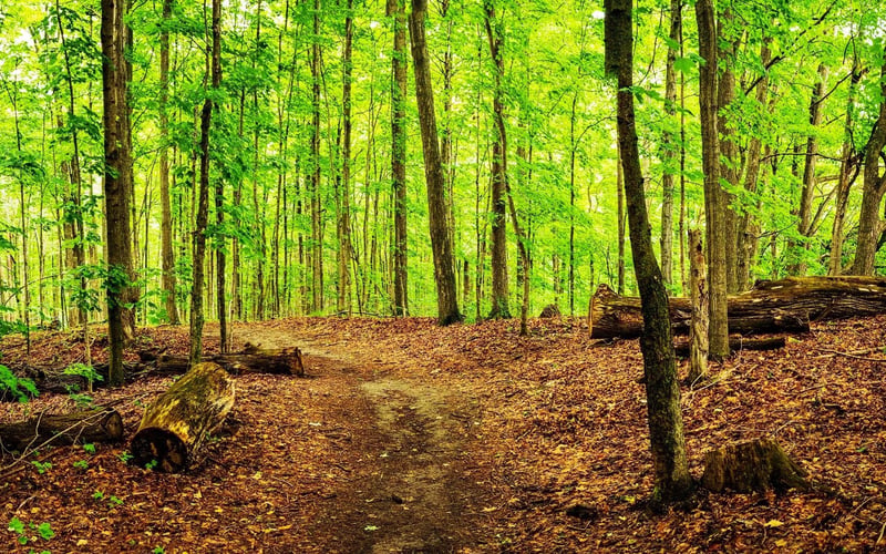 Take a Walk in the Bush