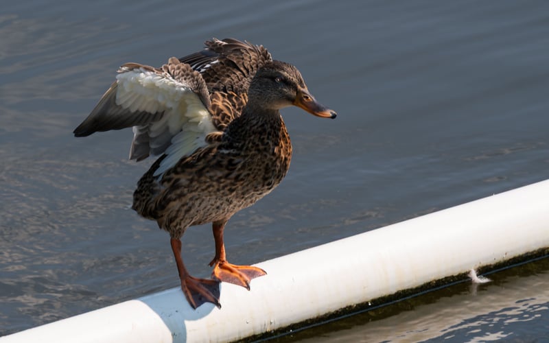 Duck on a rail at the Avon River