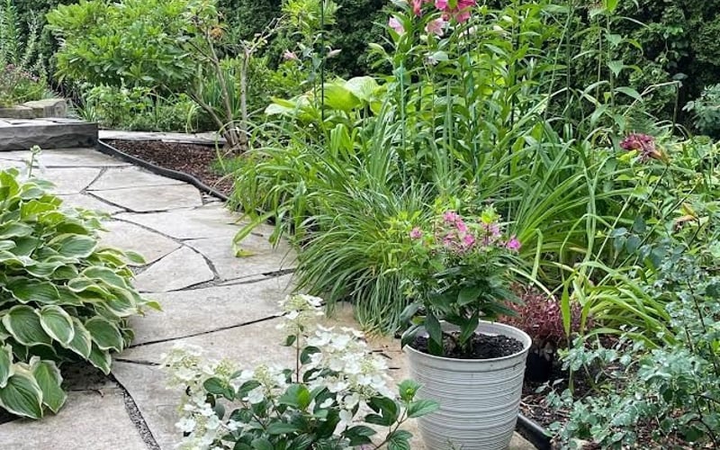 Side garden flagstone path with pink lilies and hydrangeas