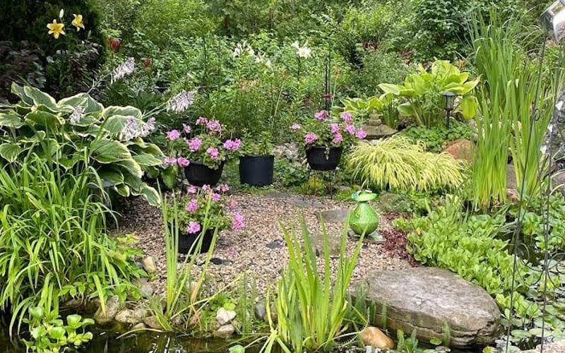 Pond island close-up with lily pads and geraniums