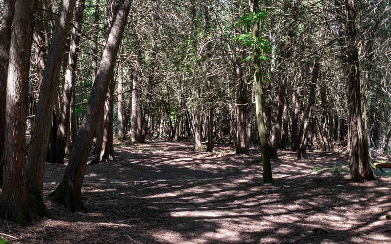 Forest path through tall cedar trees