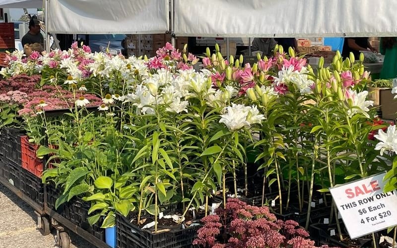 Fresh lilies and flowers for sale